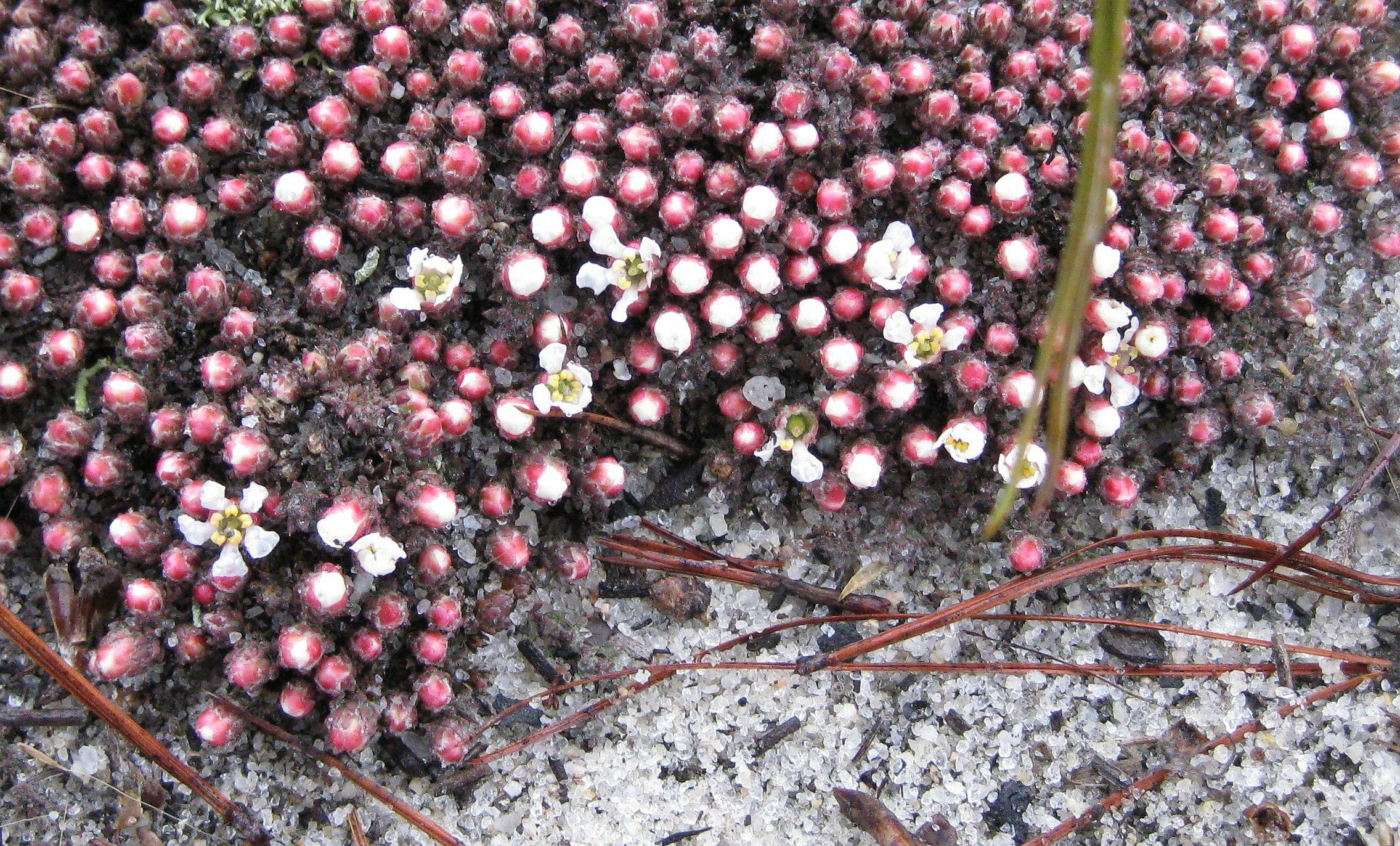 Sandhills pyxie-moss